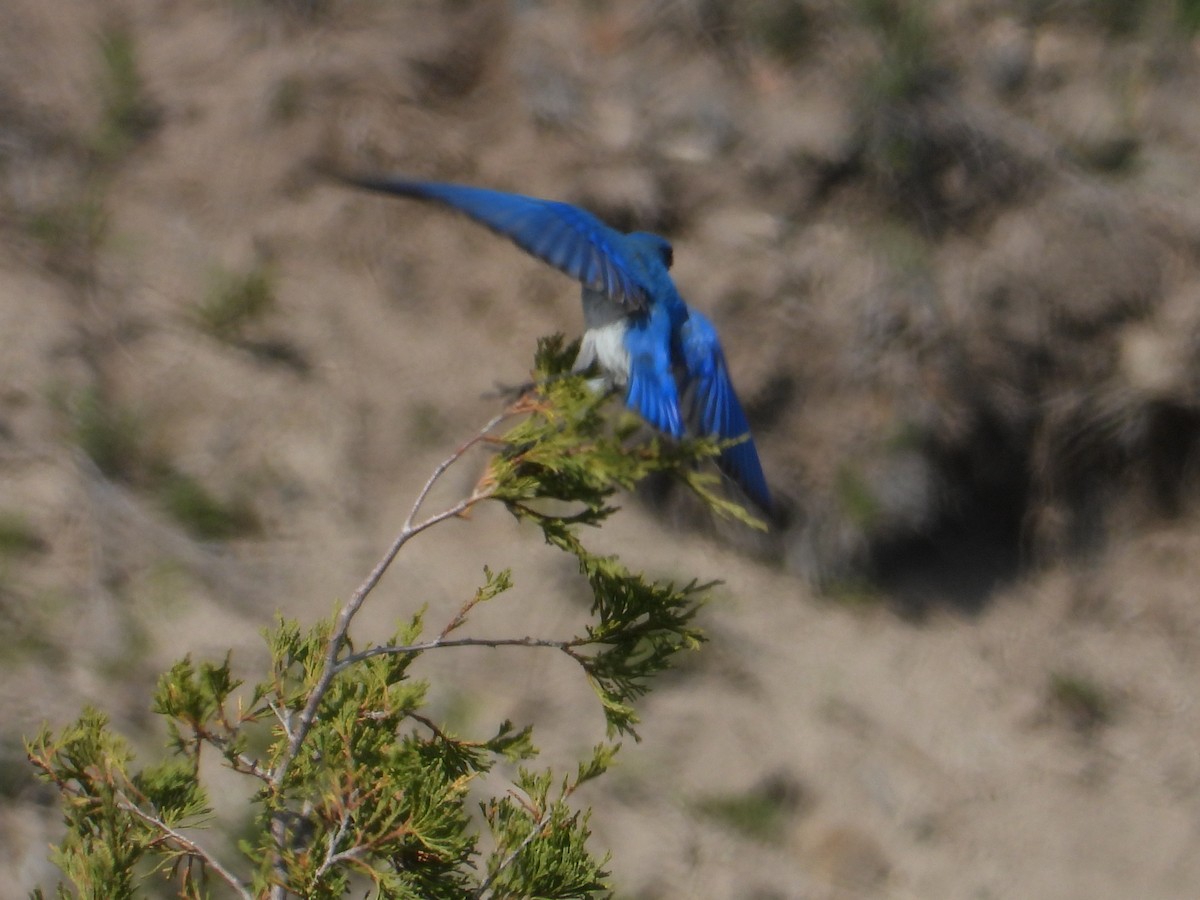 Mountain Bluebird - ML642823674
