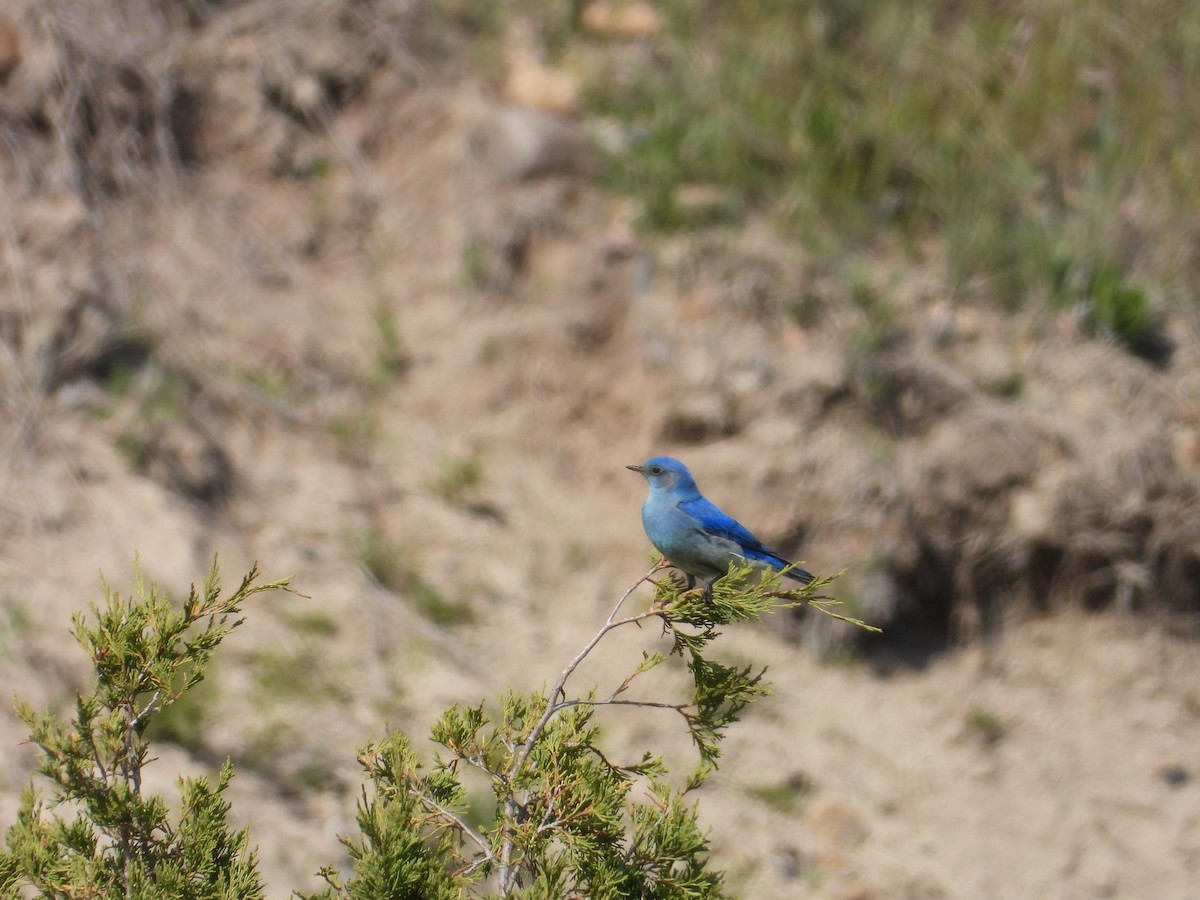 Mountain Bluebird - ML642823675