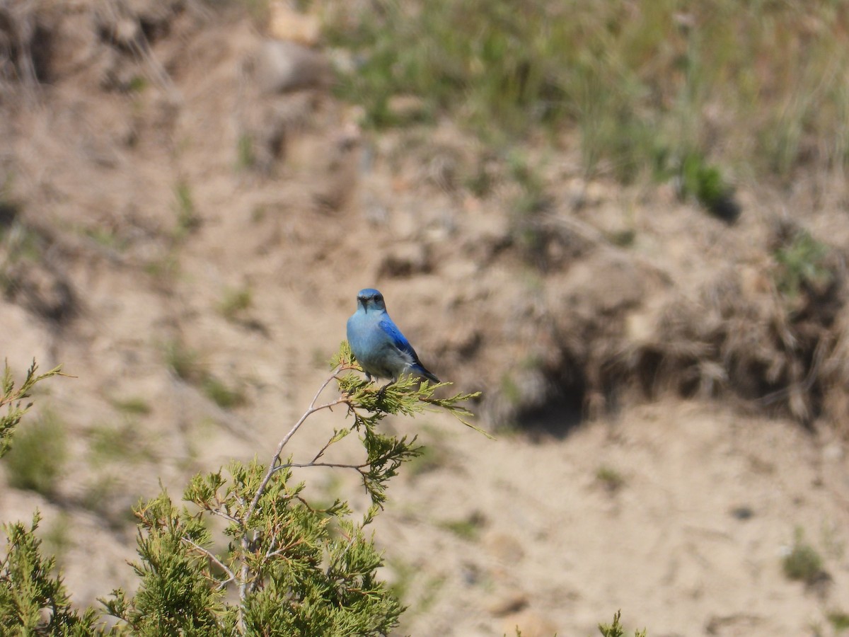 Mountain Bluebird - ML642823676