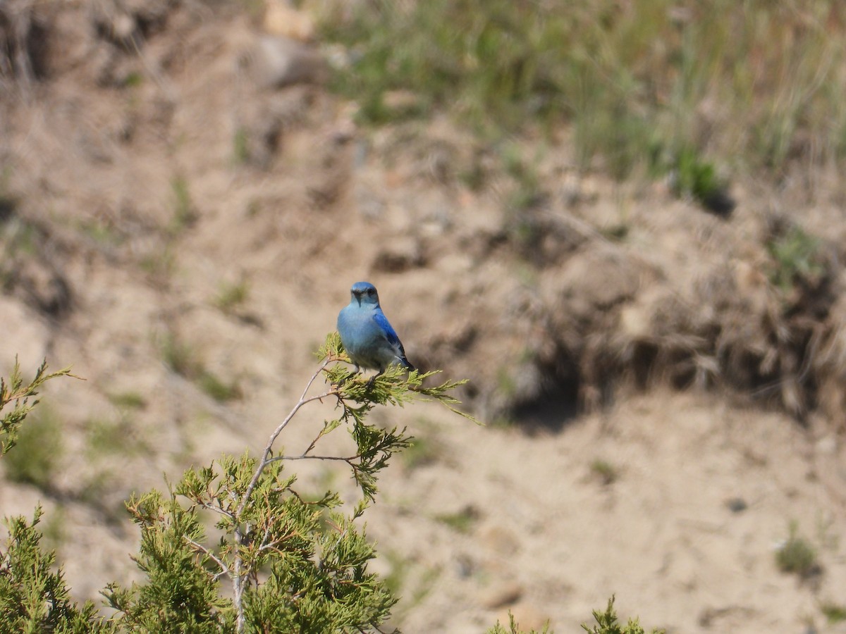 Mountain Bluebird - ML642823677