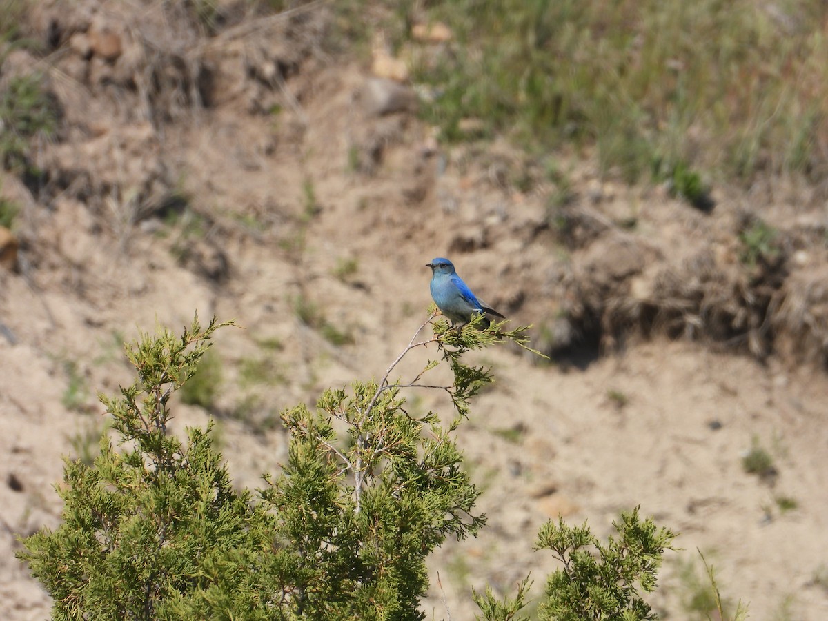 Mountain Bluebird - ML642823678