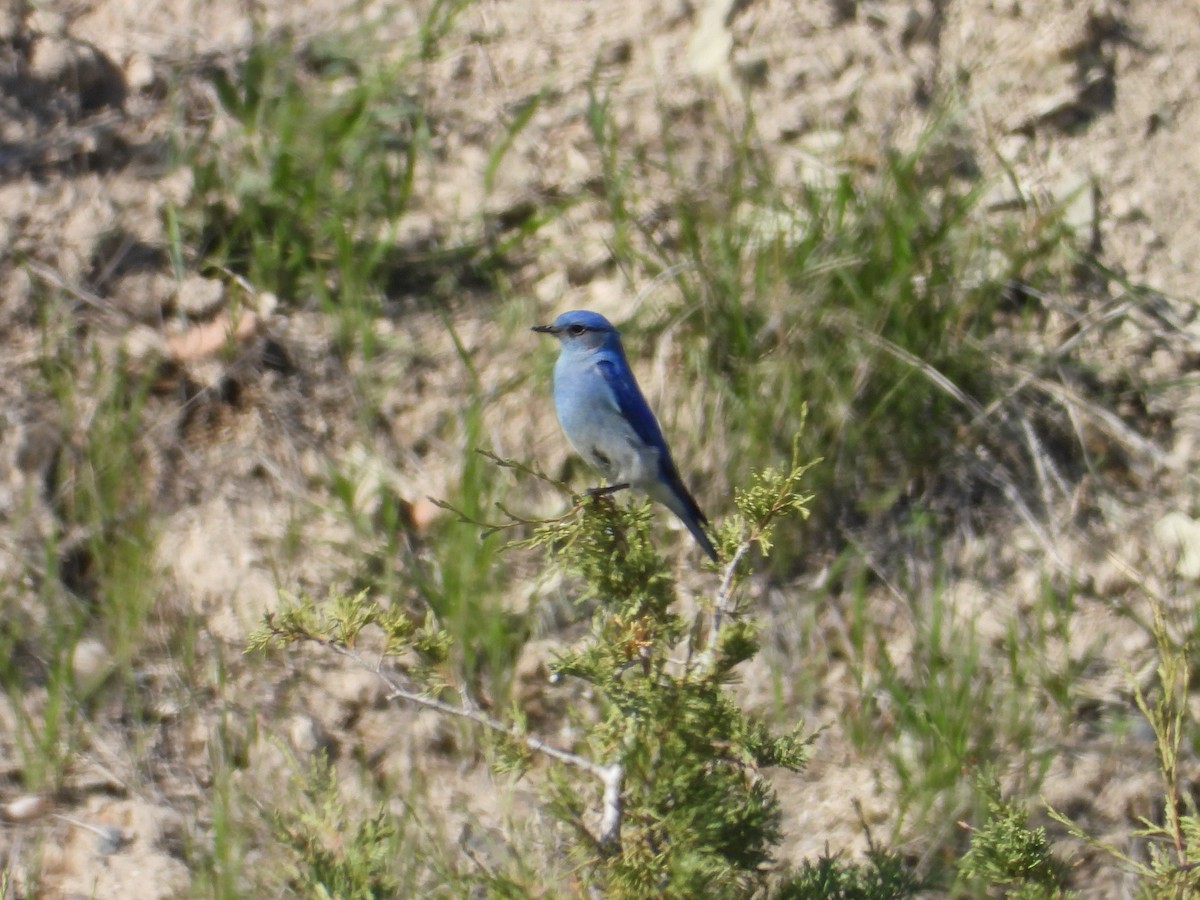 Mountain Bluebird - ML642823680