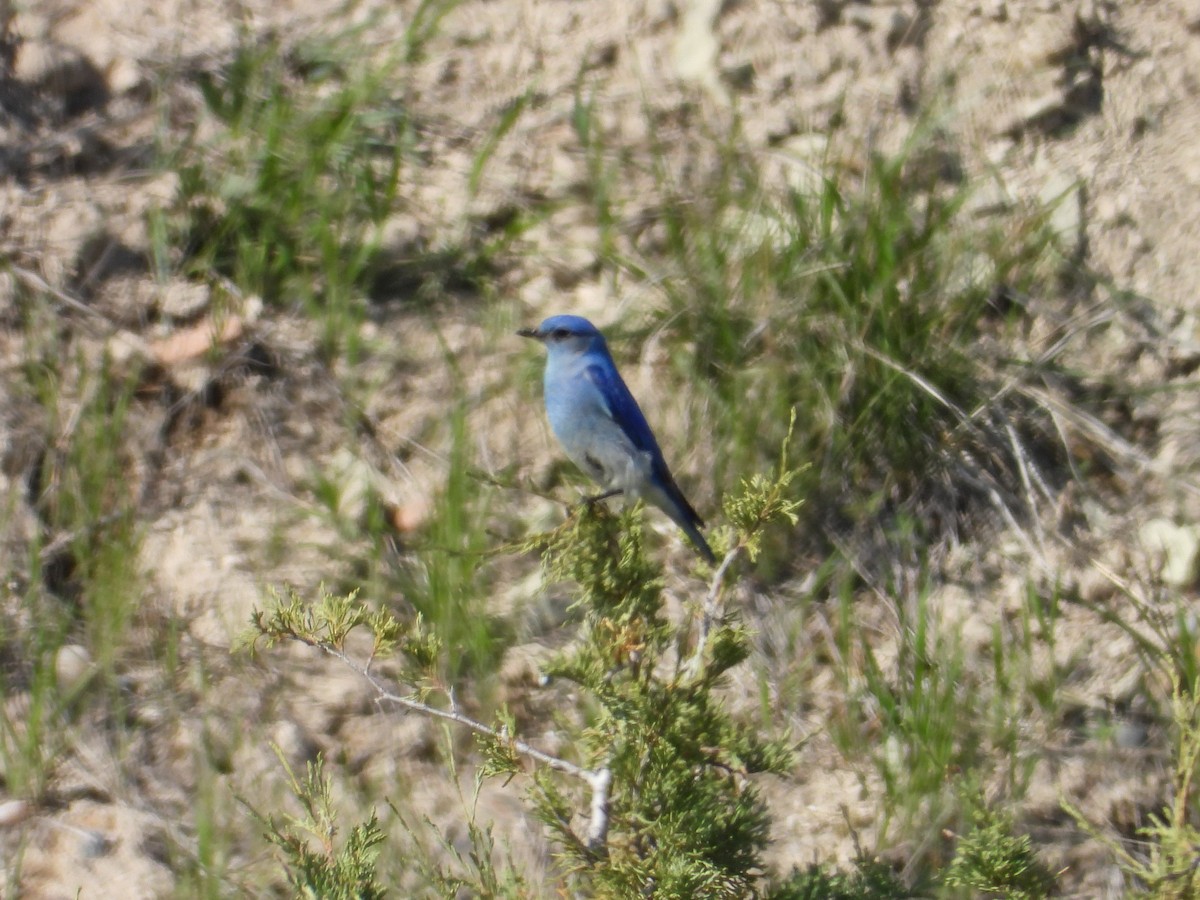 Mountain Bluebird - ML642823682