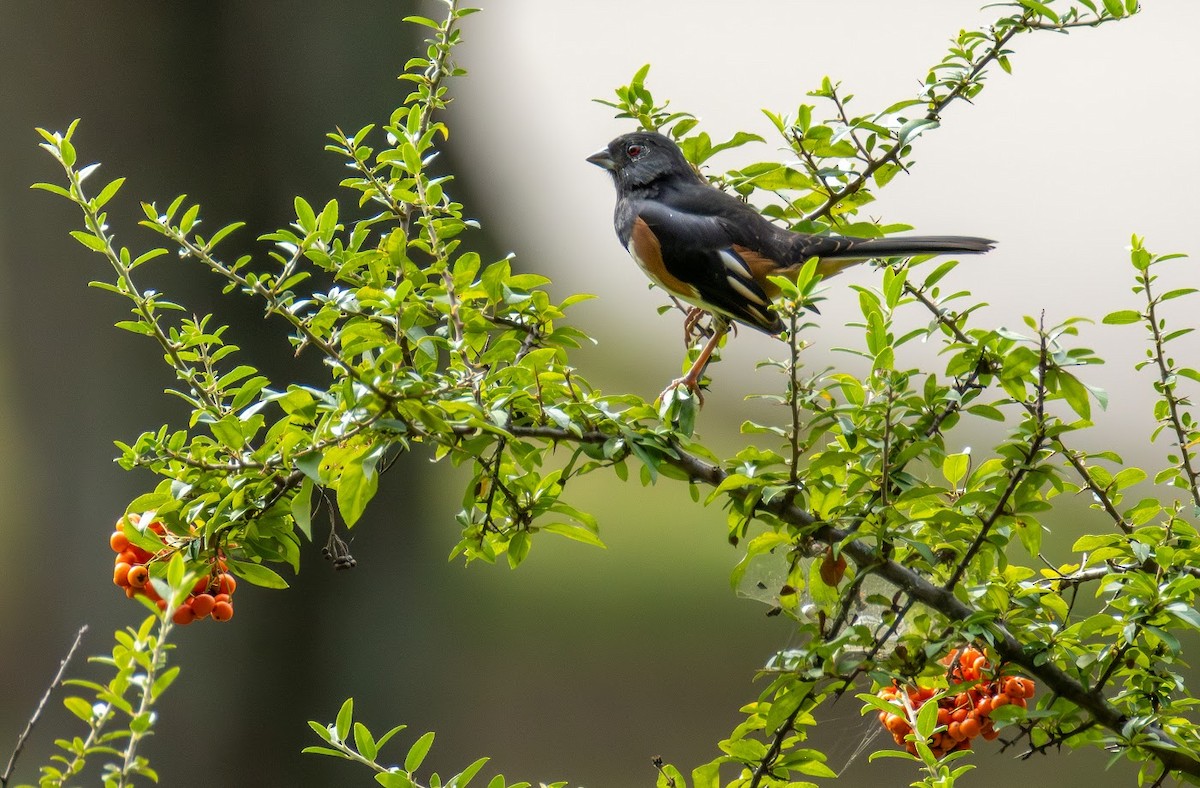Eastern Towhee - ML642823686
