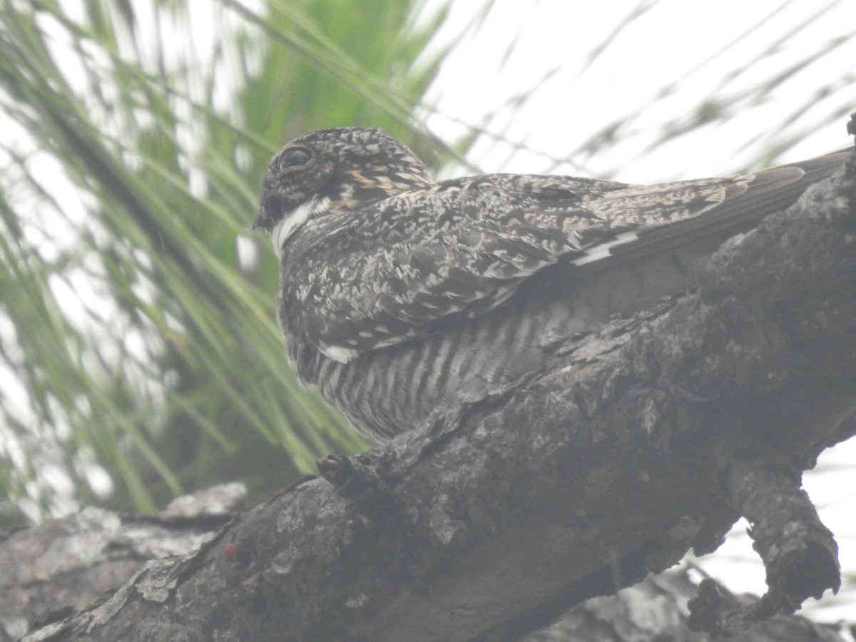 Engoulevent d'Amérique - ML642823689