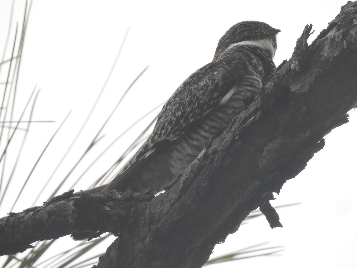 Engoulevent d'Amérique - ML642823690