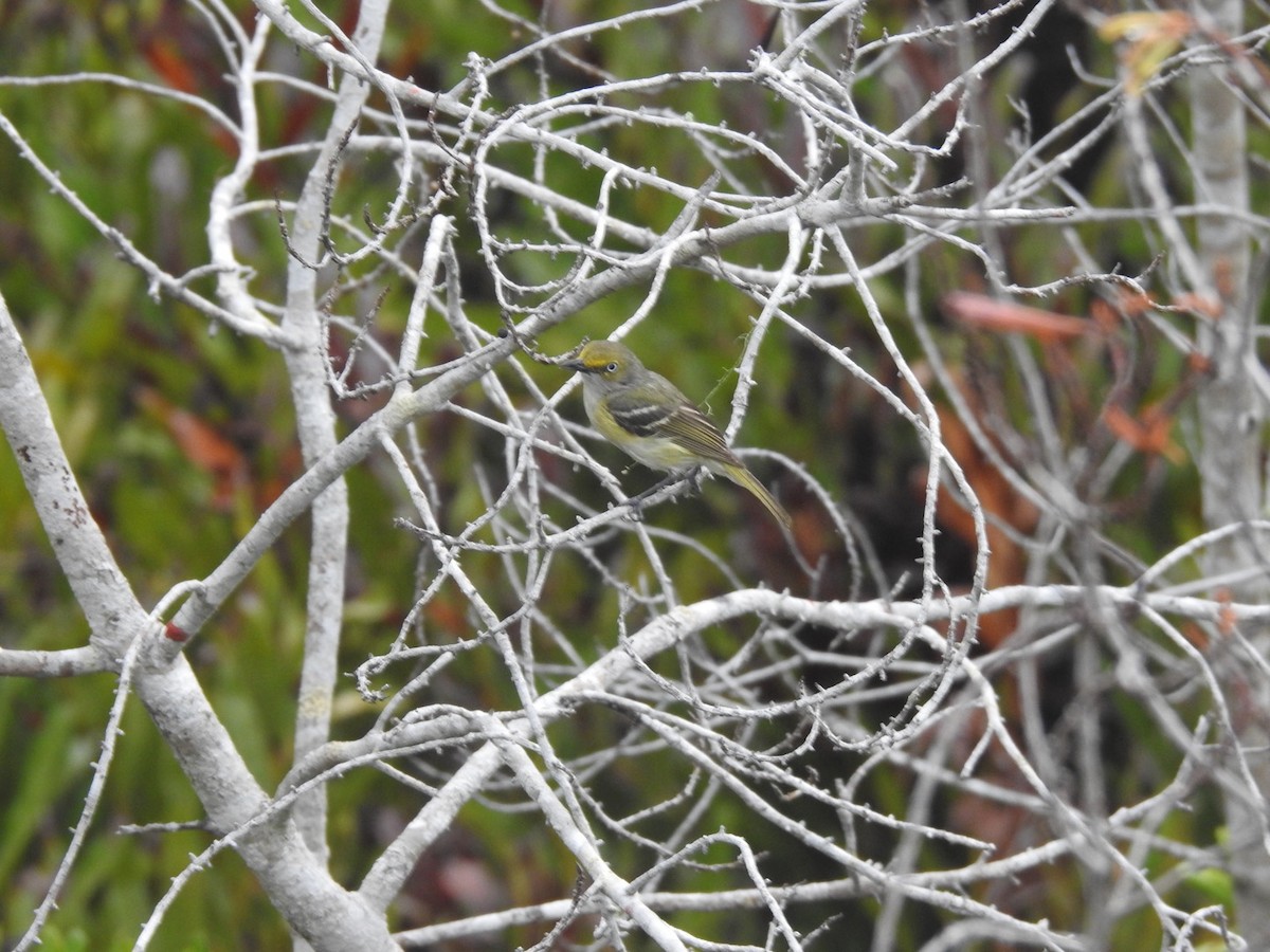 Viréo aux yeux blancs - ML642823713