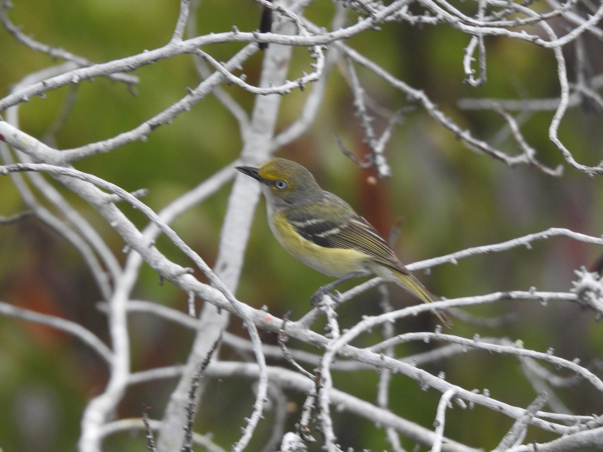 Viréo aux yeux blancs - ML642823714