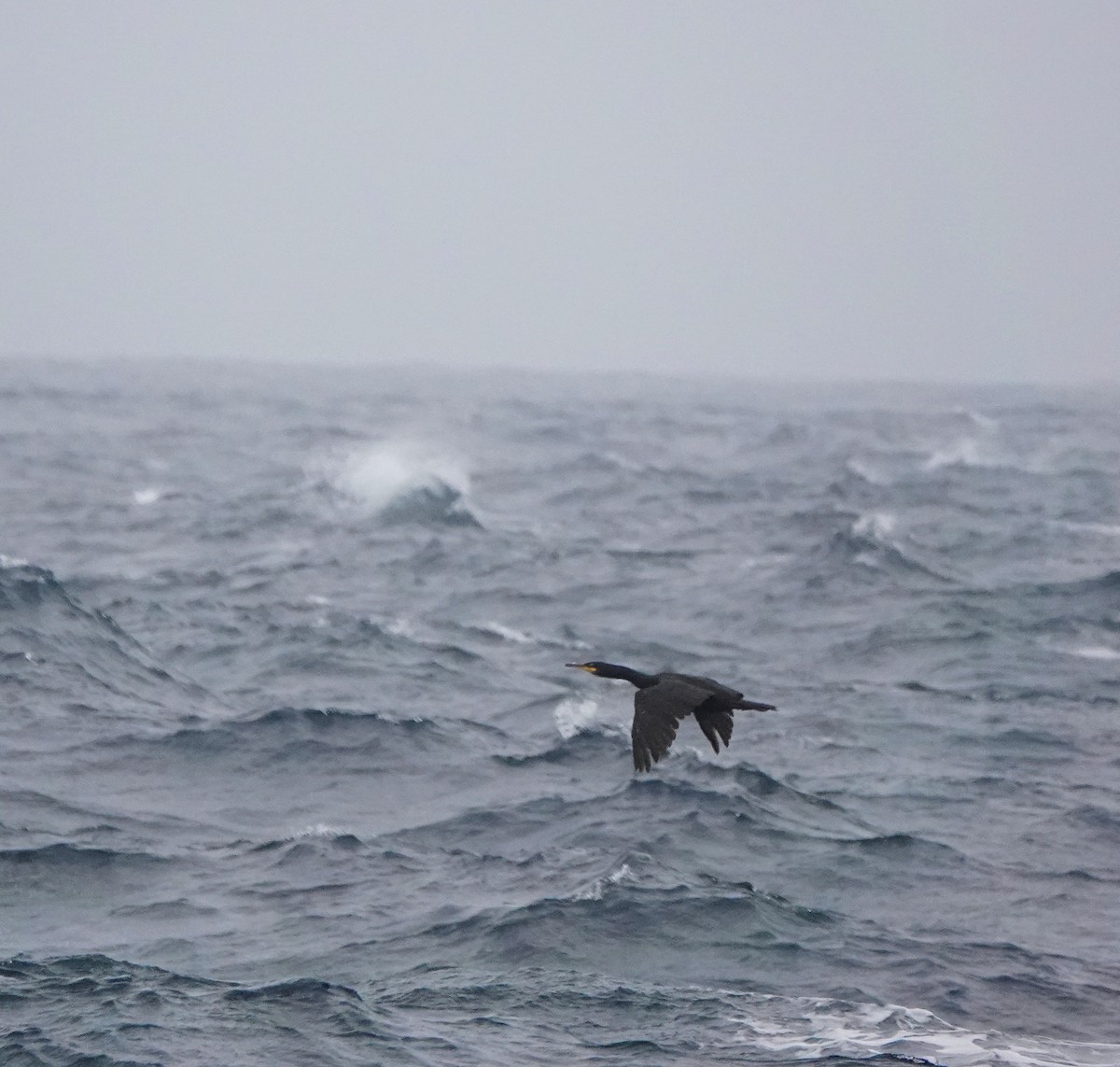 European Shag - ML642823721