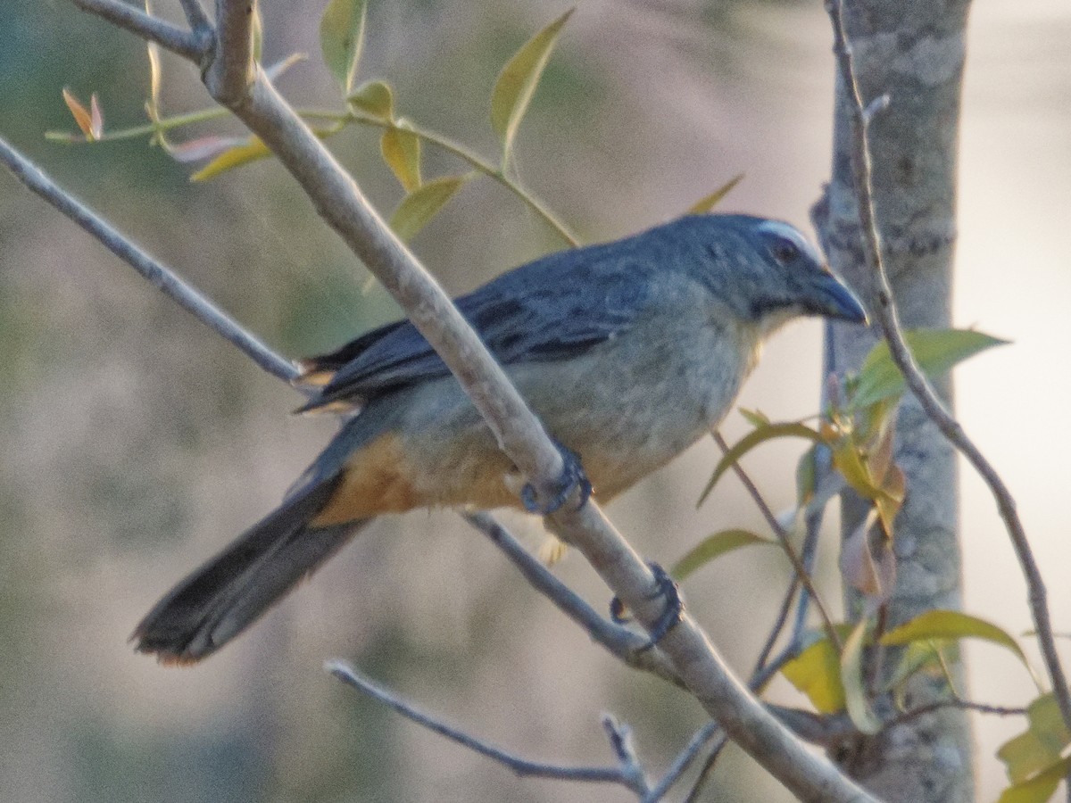 Bluish-gray Saltator - ML642823725