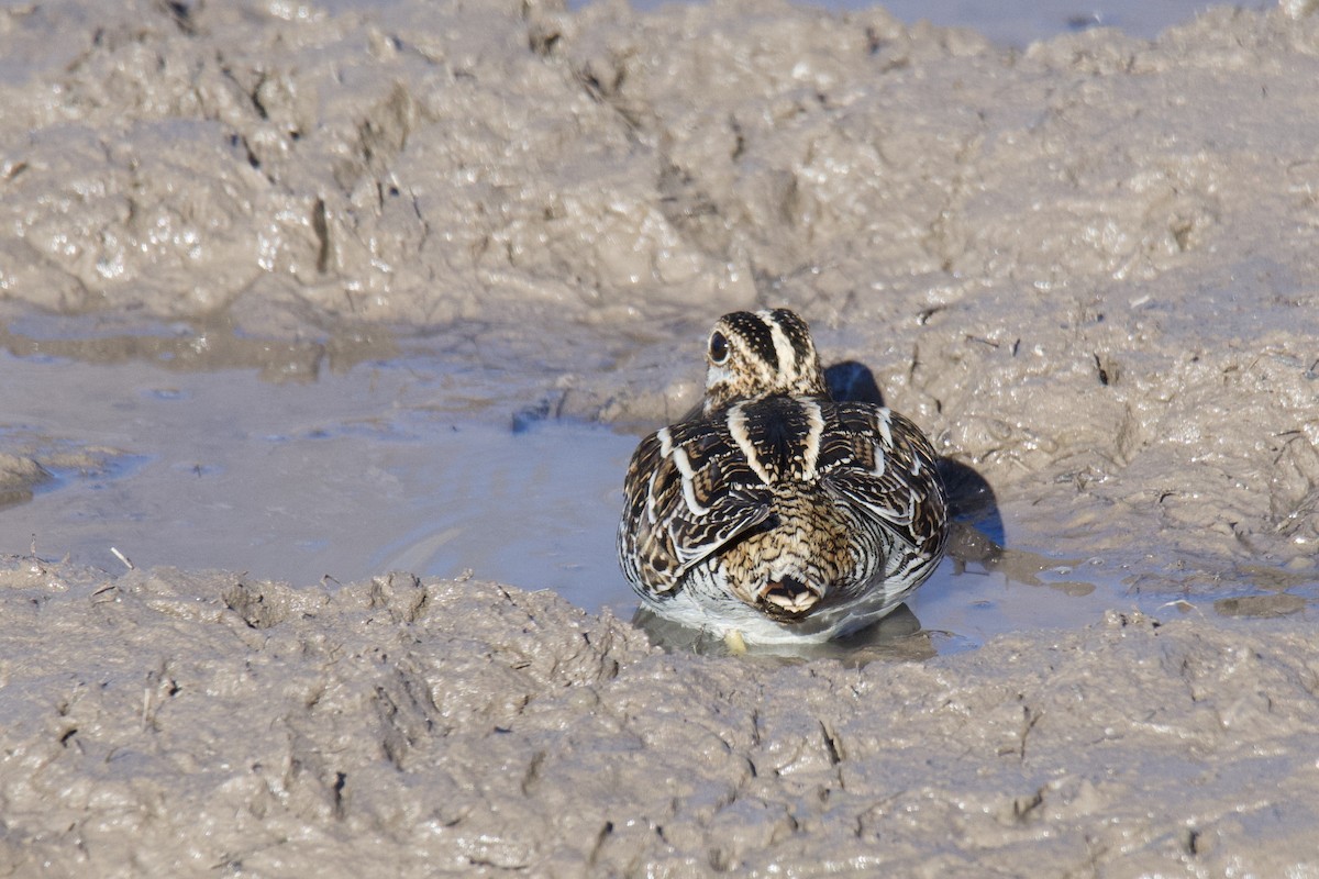 Wilson's Snipe - ML642823726