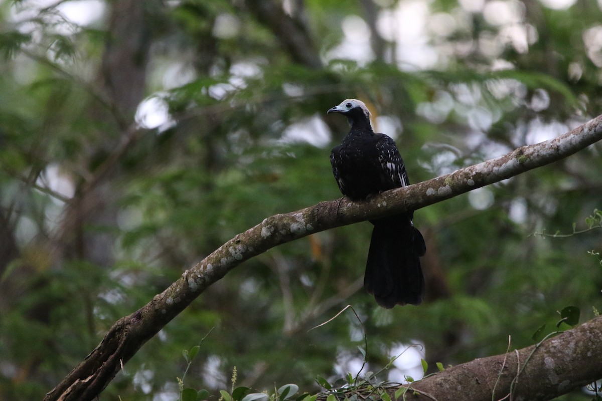 Blue-throated Piping-Guan - ML642823729