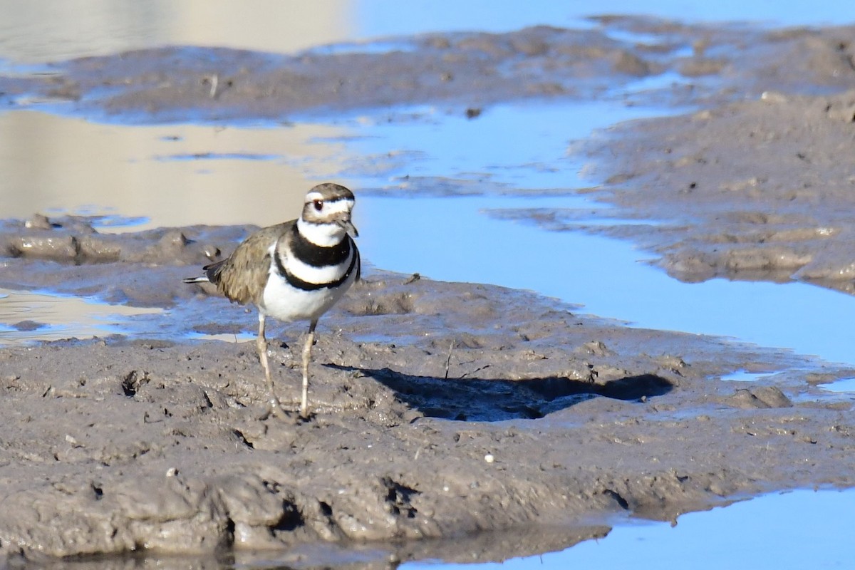 Killdeer - ML642823731