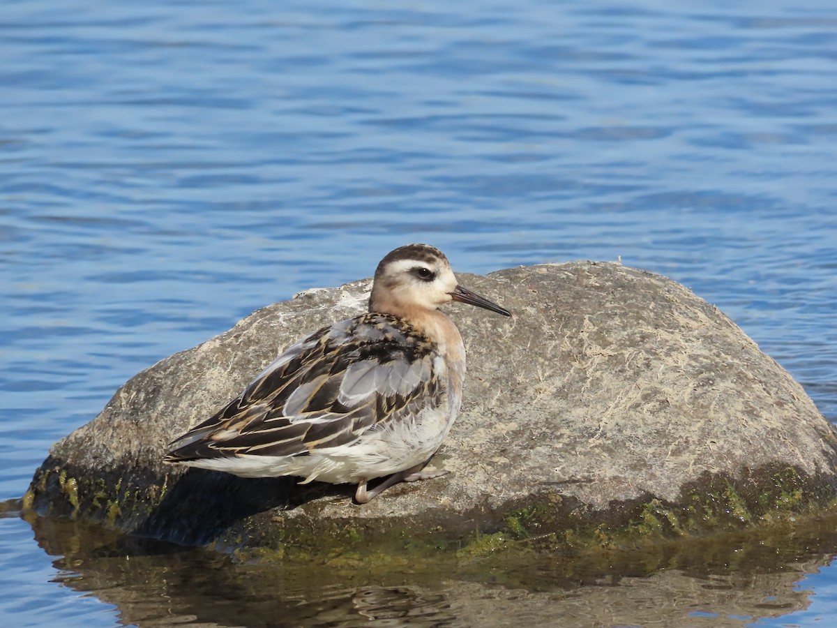 Red Phalarope - ML642823742