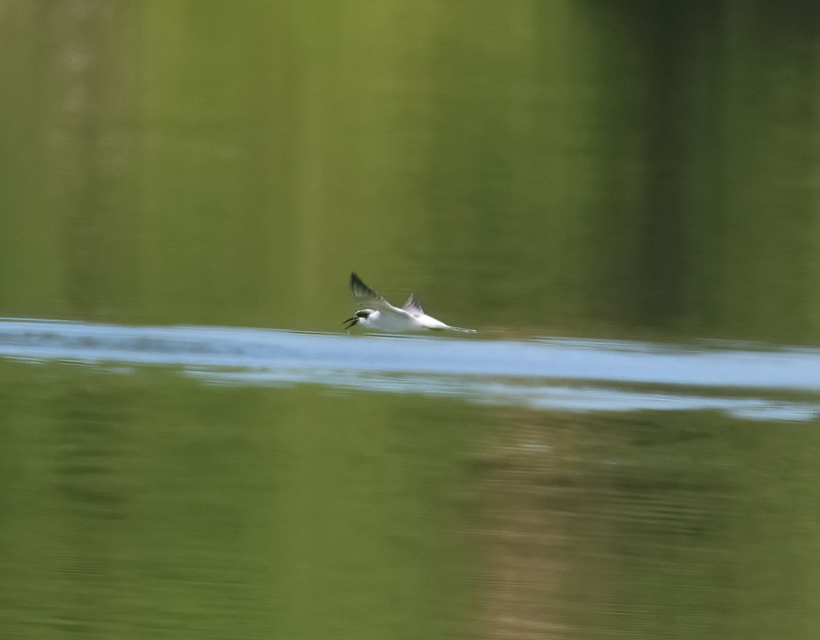 Forster's Tern - ML642823752