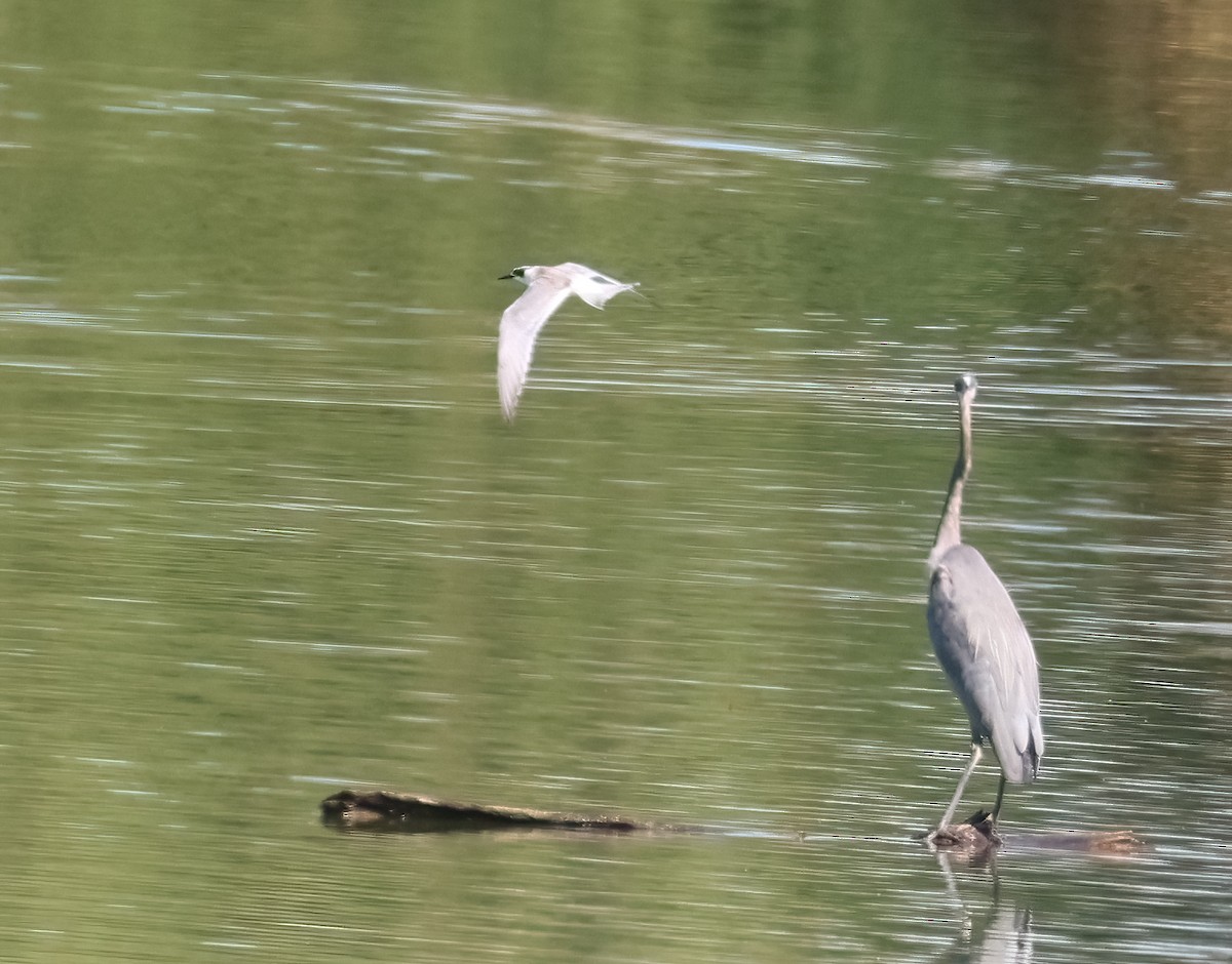 Forster's Tern - ML642823753