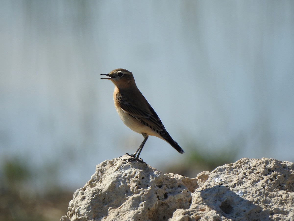 Northern Wheatear - ML642823782
