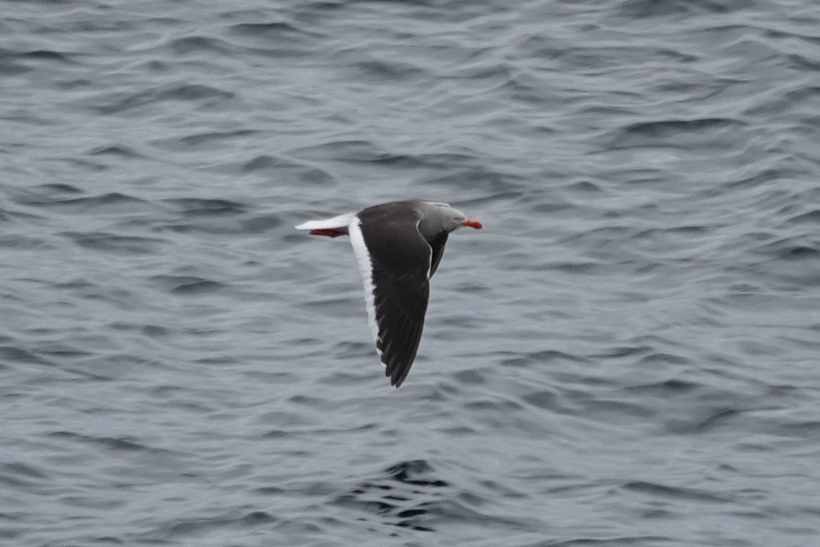 Dolphin Gull - ML642823783