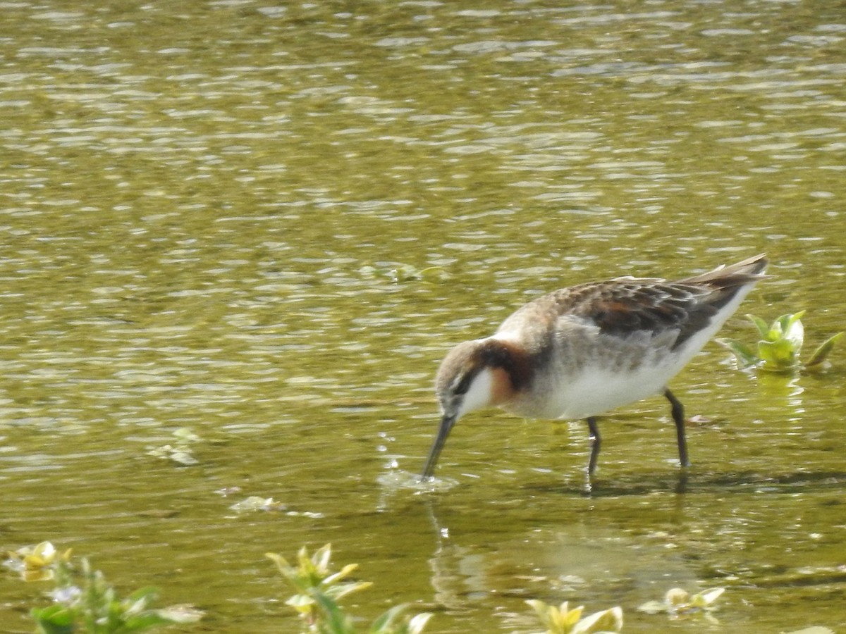 Wilson's Phalarope - ML642823823