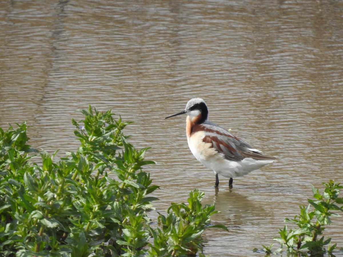 Wilson's Phalarope - ML642823824