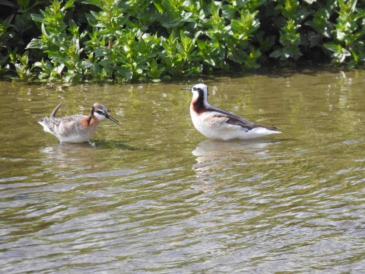 Wilson's Phalarope - ML642823825
