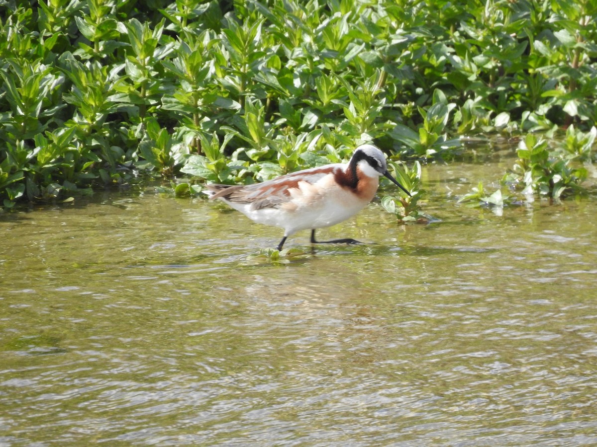 Phalarope de Wilson - ML642823826