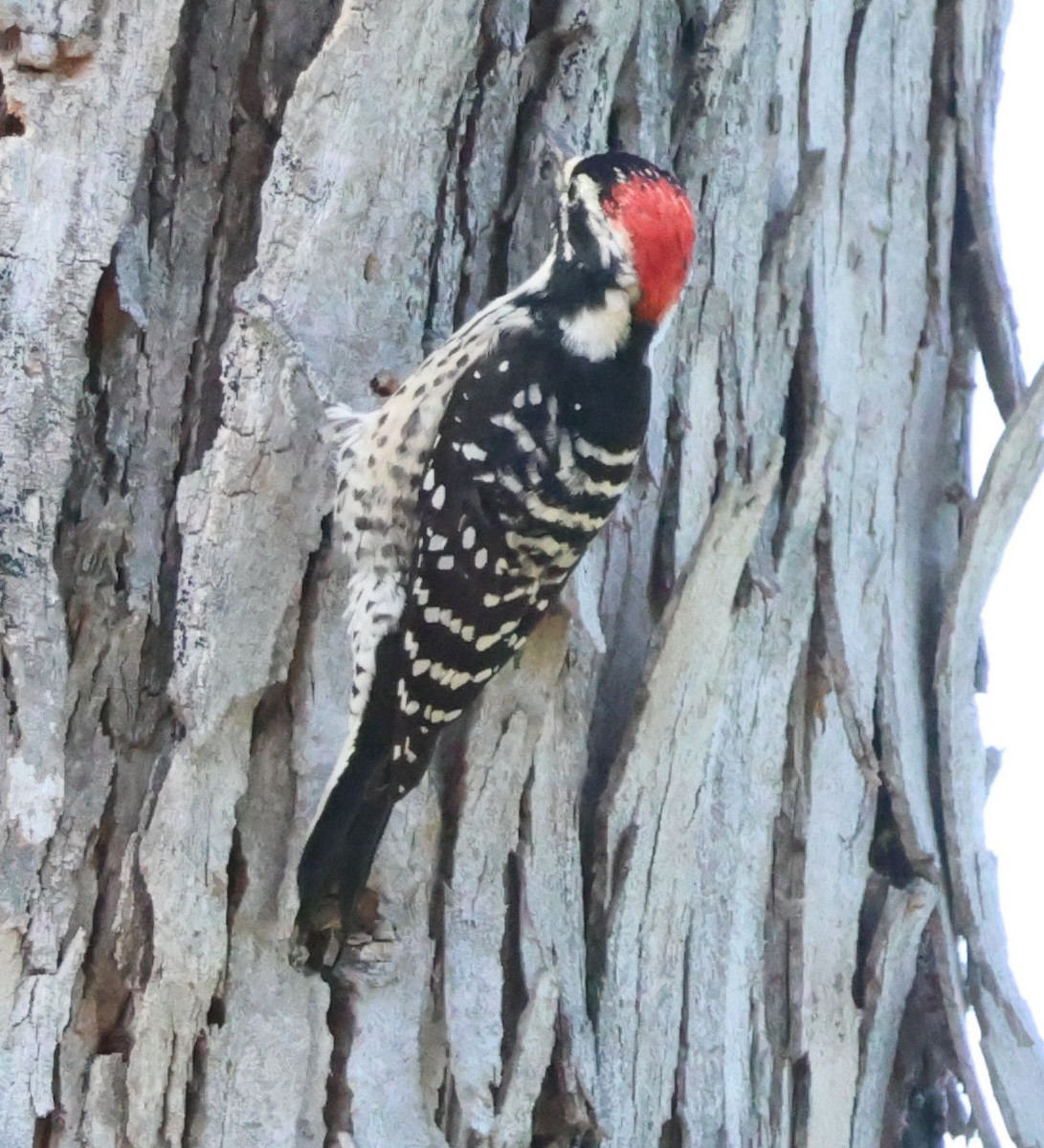 Nuttall's Woodpecker - ML642823836