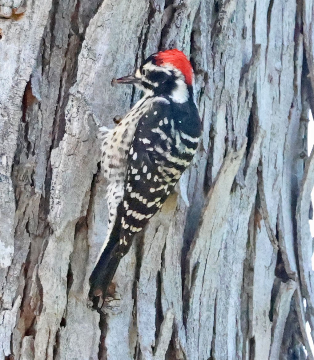 Nuttall's Woodpecker - ML642823837