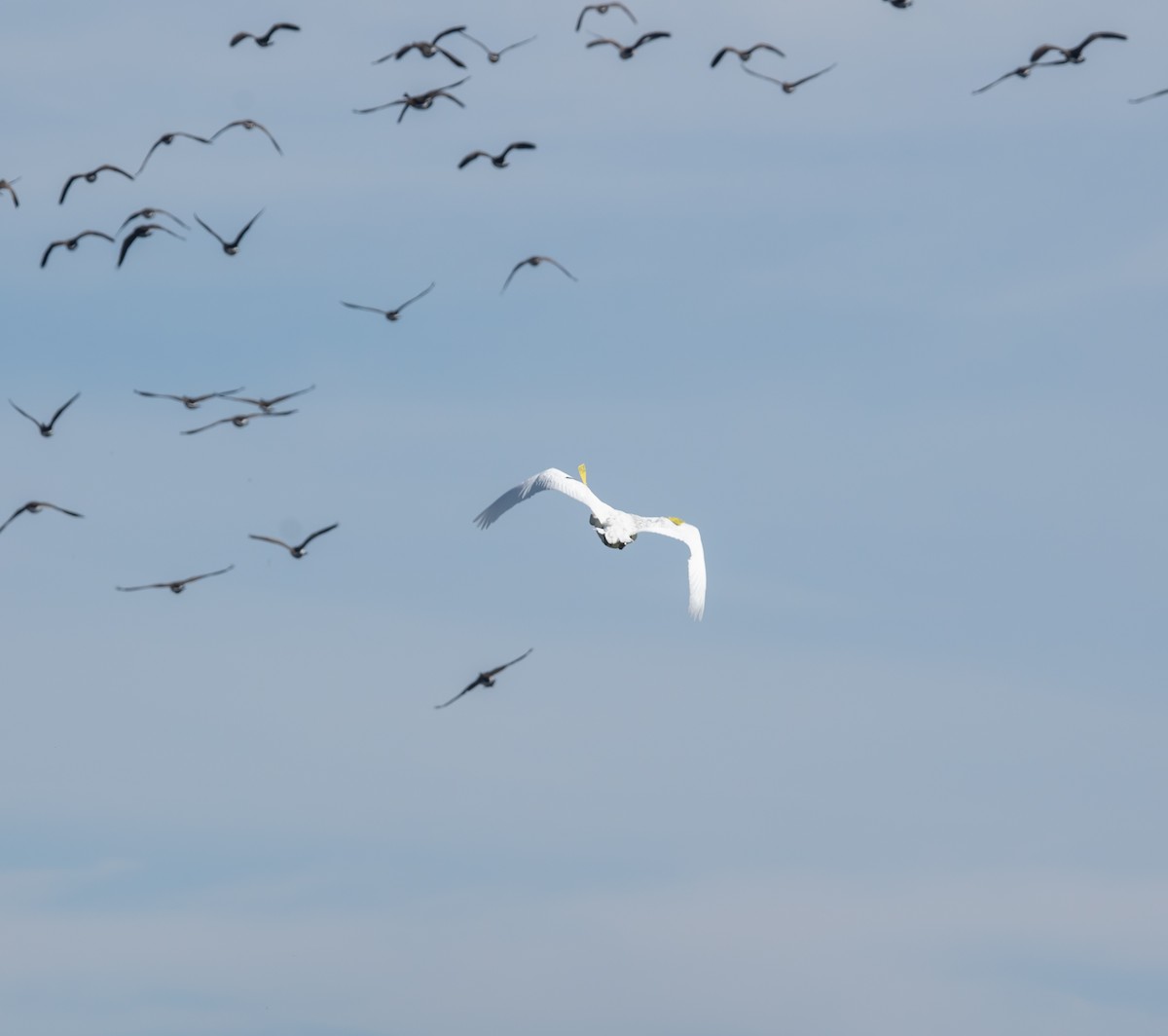 Trumpeter Swan - ML642823840