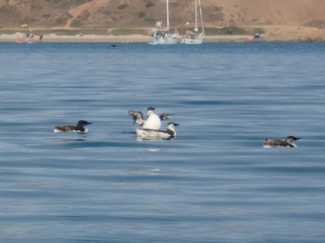 Common Murre - ML642823846