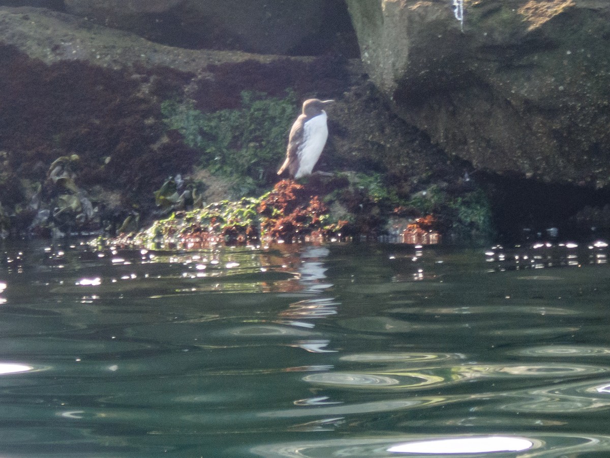 Common Murre - ML642823847