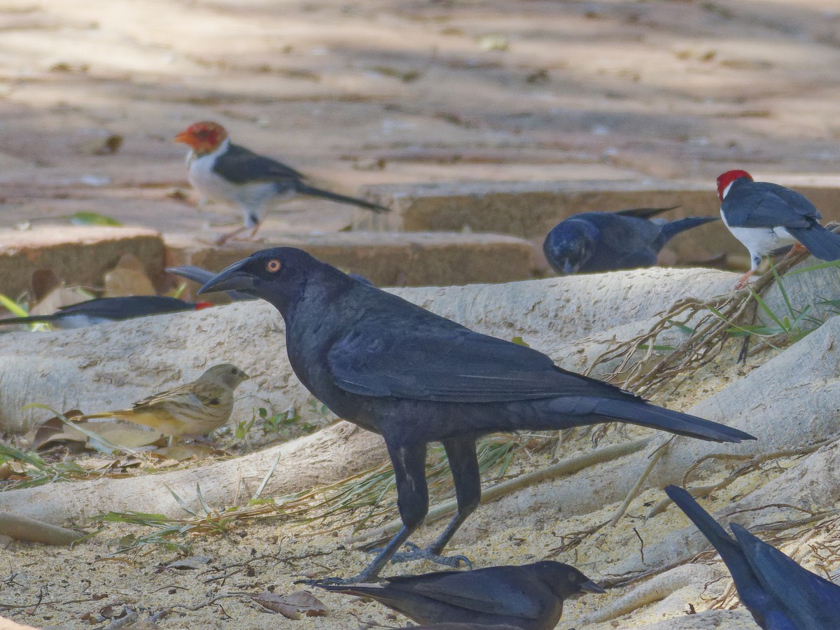 Giant Cowbird - ML642823848