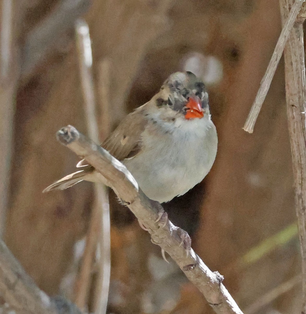 Pin-tailed Whydah - ML642823855