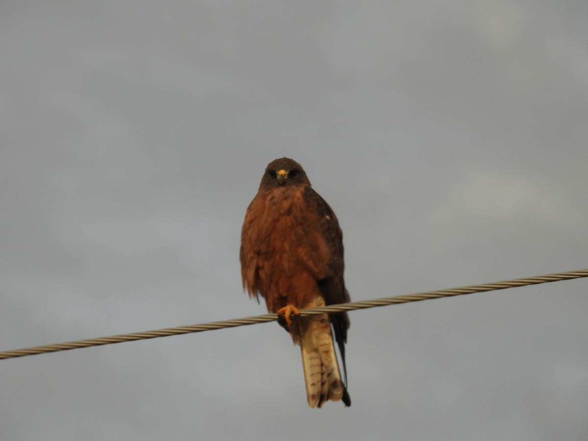 Swainson's Hawk - ML642823859