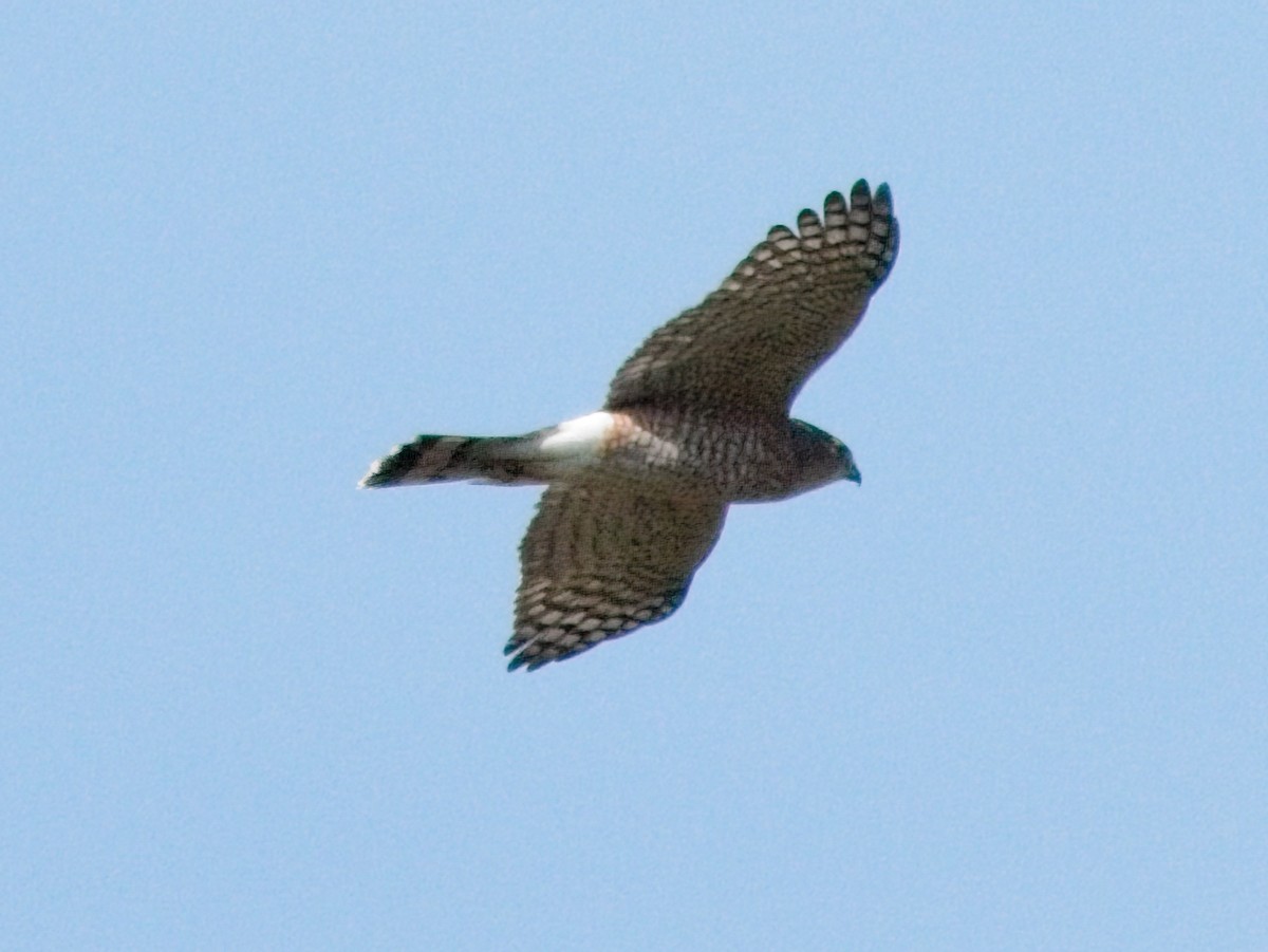 Sharp-shinned Hawk - ML642823876