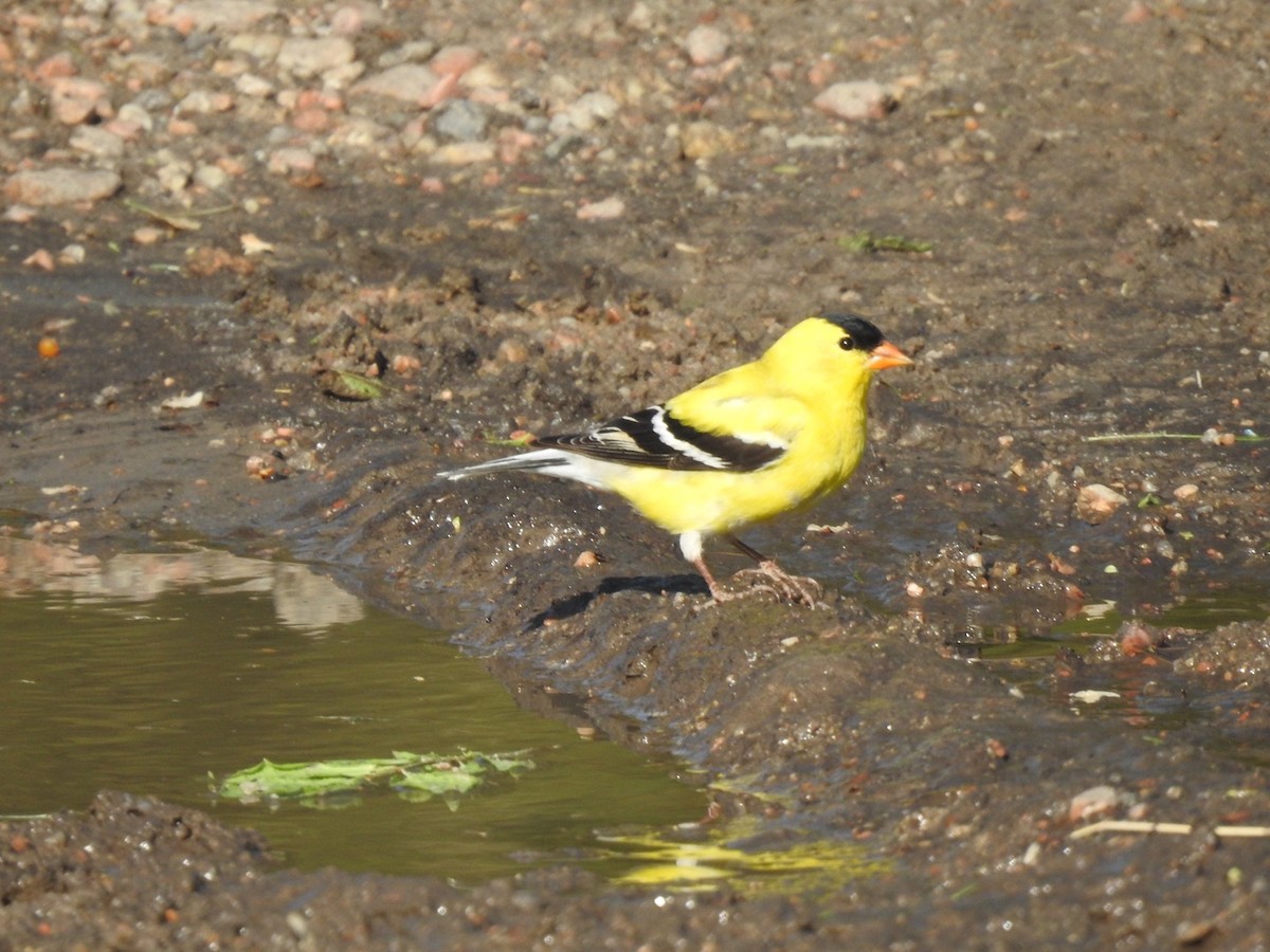 Chardonneret jaune - ML642823878