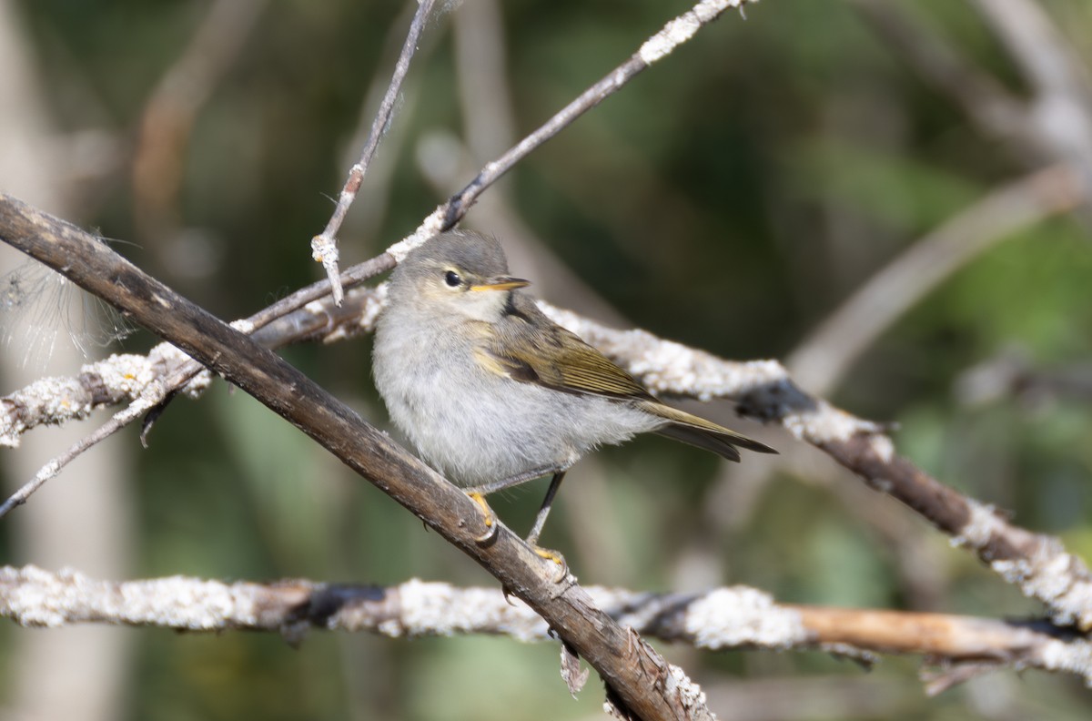 Western Bonelli's Warbler - ML642823880