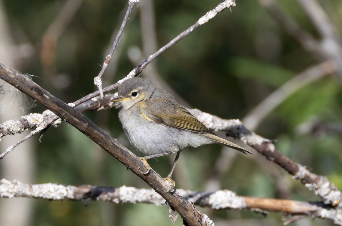 Western Bonelli's Warbler - ML642823881