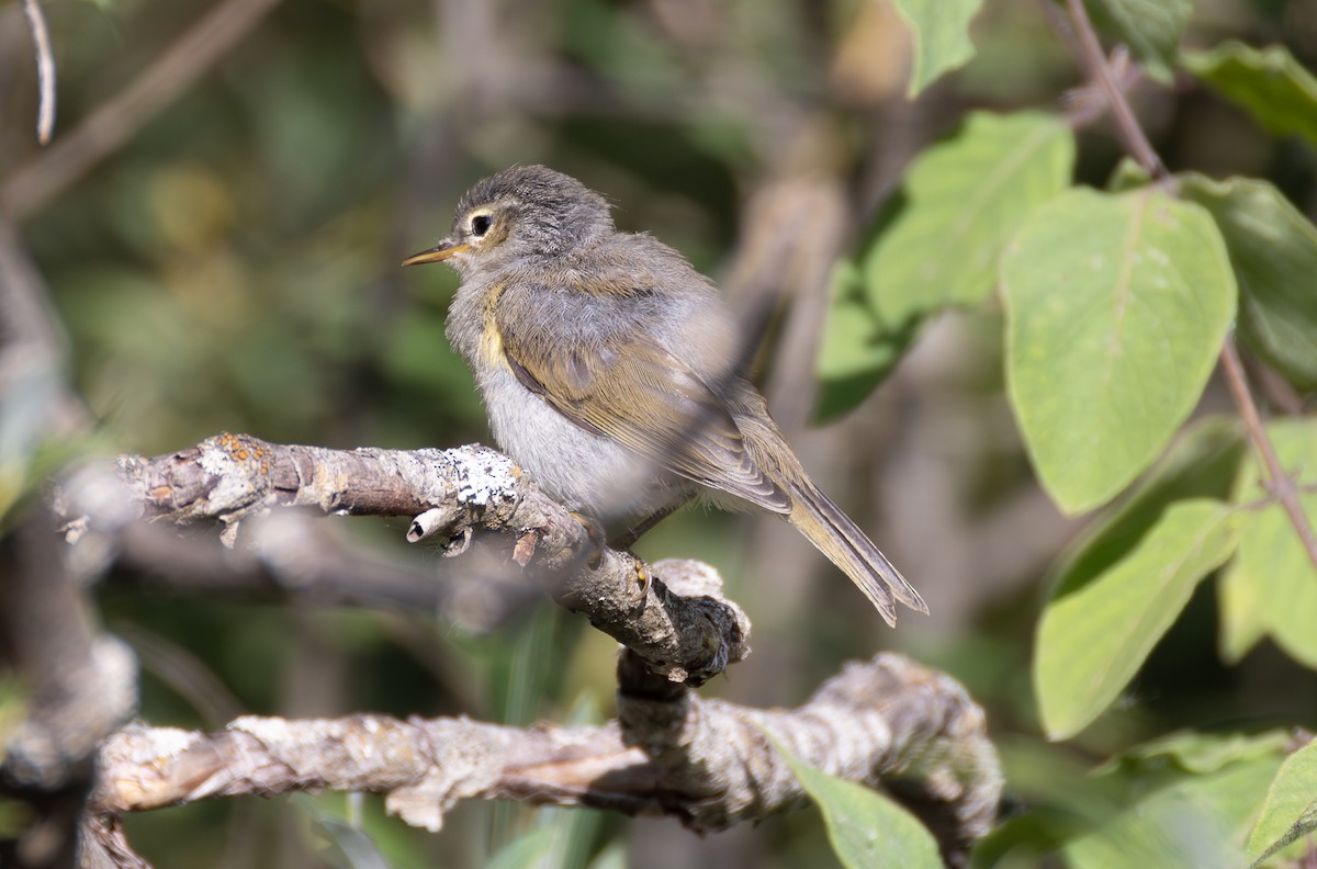 Western Bonelli's Warbler - ML642823882