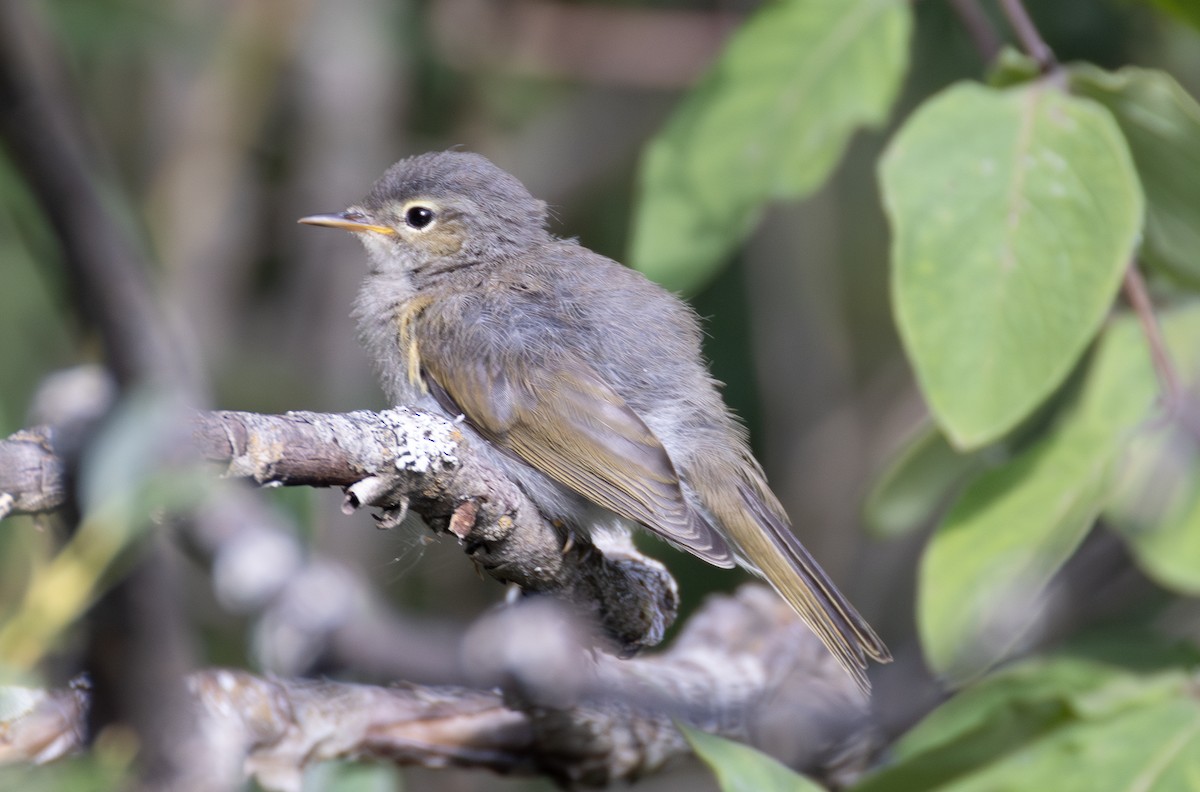 Western Bonelli's Warbler - ML642823883