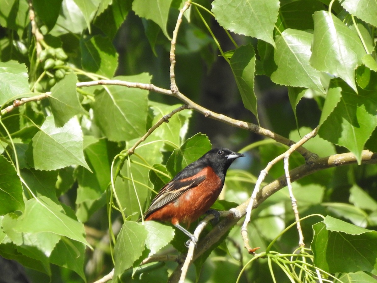 Orchard Oriole - ML642823884