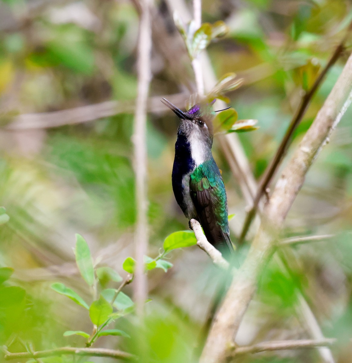 Колібрі пурпуровочубий - ML642823886