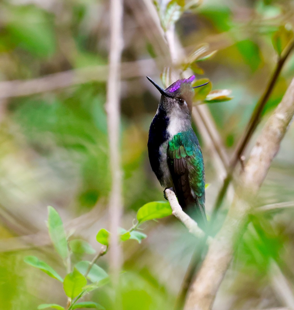 Колібрі пурпуровочубий - ML642823887
