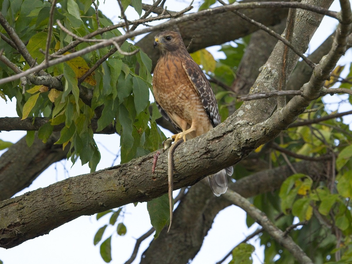 Red-shouldered Hawk - ML642823898