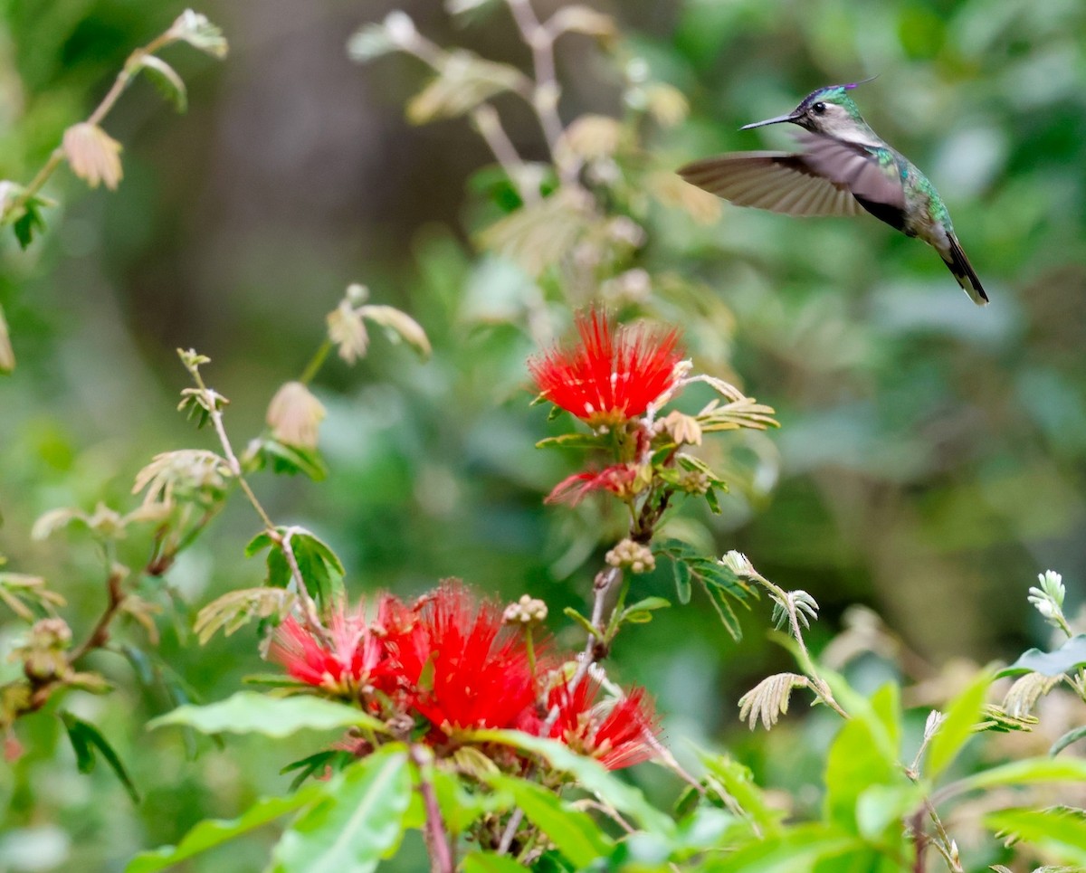 Колібрі пурпуровочубий - ML642823899