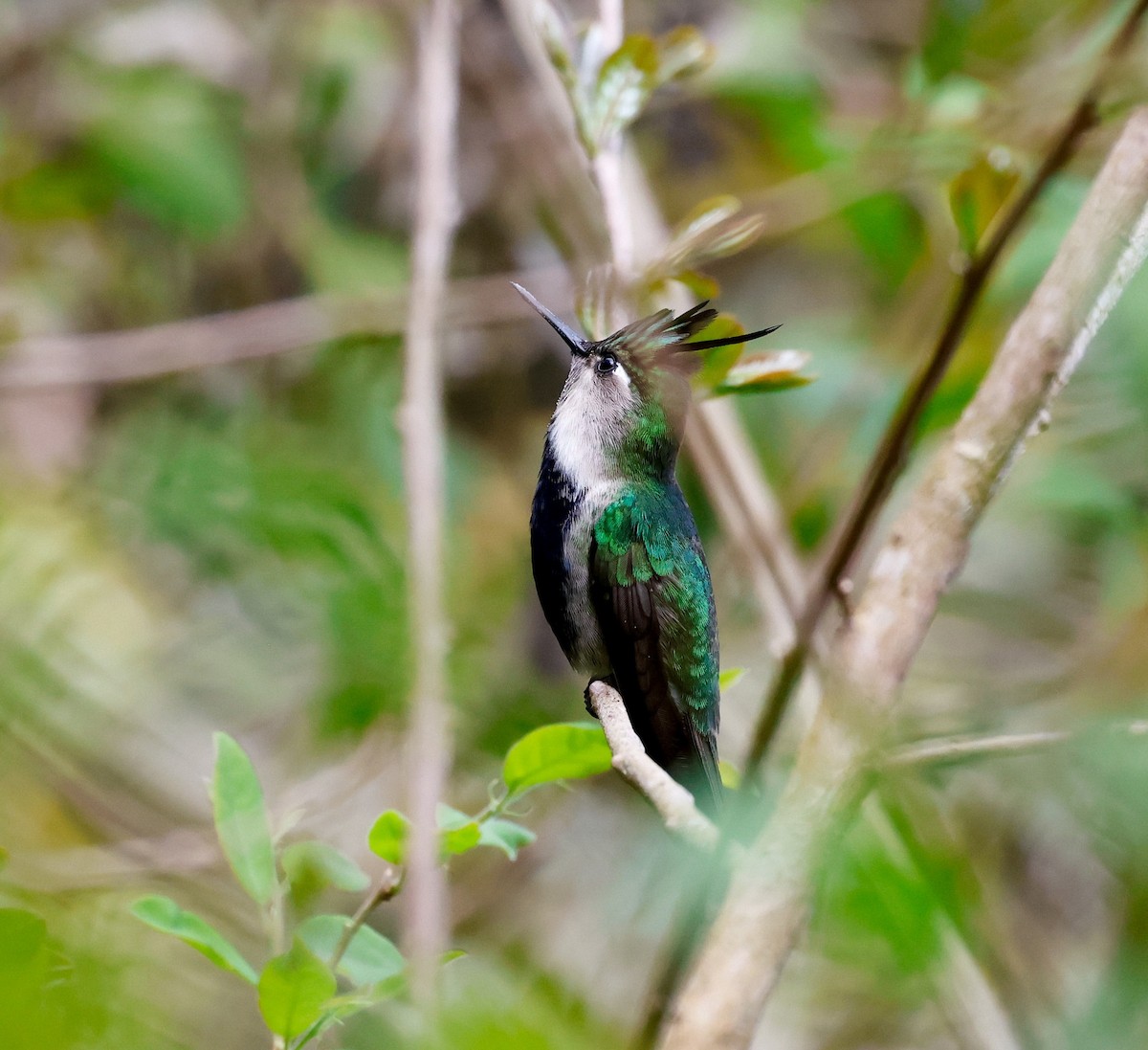 Колібрі пурпуровочубий - ML642823900