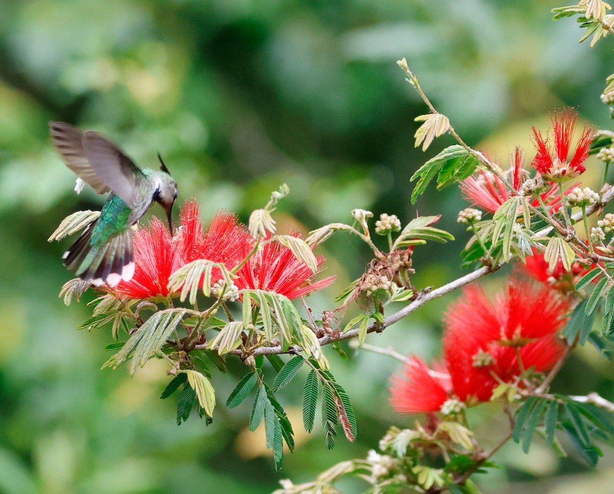 Колібрі пурпуровочубий - ML642823901