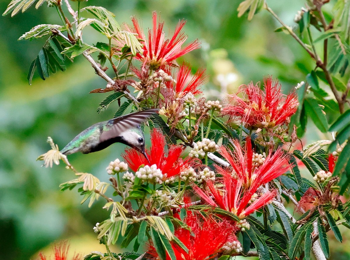 Колібрі пурпуровочубий - ML642823902