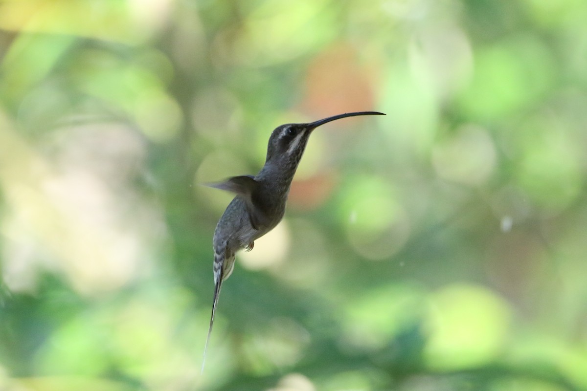 White-bearded Hermit - ML642823909