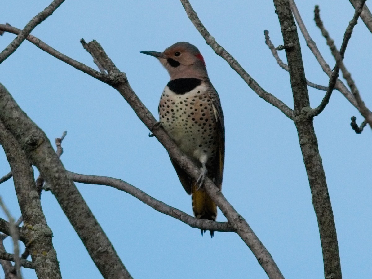 Northern Flicker - ML642823910
